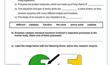 enzyme worksheet - Google Search | Biology worksheet, Enzymes biology