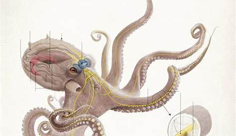 (21) Twitter | Octopus anatomy, Octopus, Octopus pictures