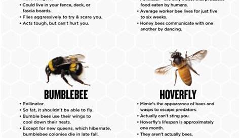 Pennsylvania Carpenter Bee Exterminator | Viking Pest Control