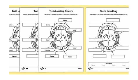 Teeth Labelling Activity | Primary Resources | Twinkl