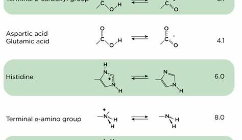 Complete MCAT Amino Acids Proteins Guide - MCAT Content