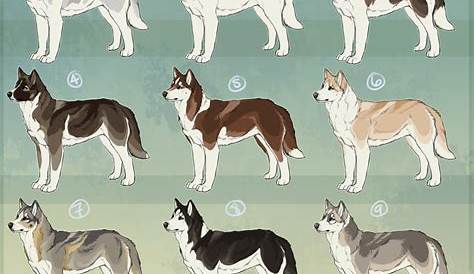 wolf vs dog size chart