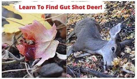 Learn How to Track/Find Gut Shot Deer! | No Excuses Not To Harvest