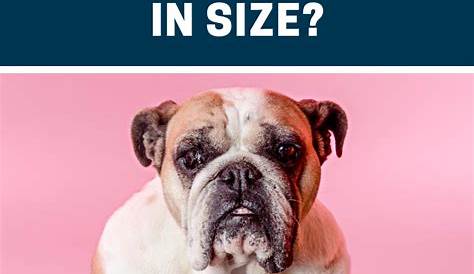 exotic bully size chart