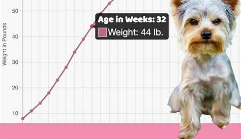Interactive Yorkshire Terrier Growth Chart and Calculator - Puppy