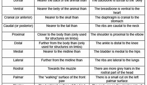basic anatomical terminology quiz