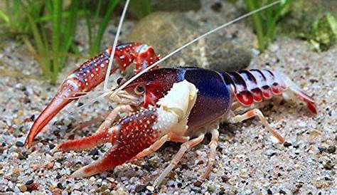 freshwater crayfish scientific name