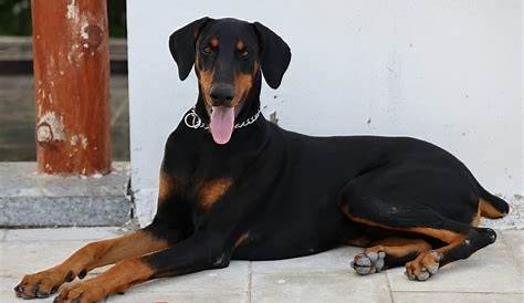How to make a Doberman gain weight - Barkercise
