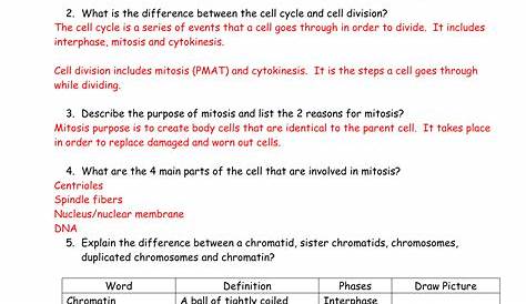 meiosis worksheet answers