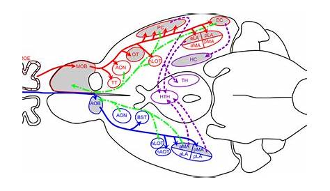 brain diagram entorhinal circuit
