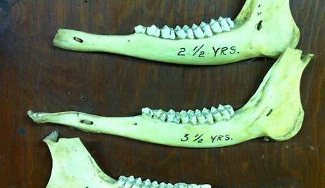 How To Age A Whitetail Deer By Its Teeth - Teeth Poster