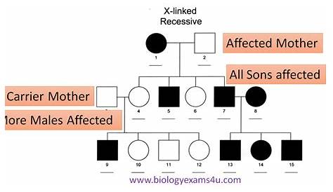 x linked recessive pedigree chart