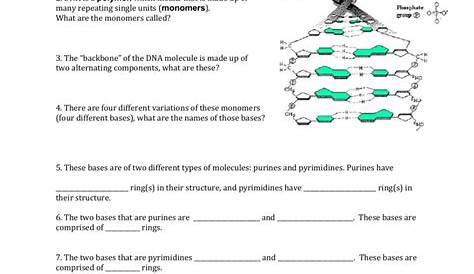 structure of dna worksheets