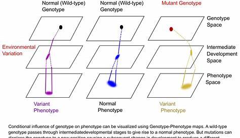 genotype and phenotype chart