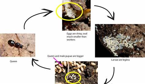 ant life cycle video