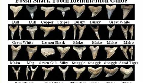 fossil shark tooth identification guide | Shark teeth, Fossilized shark