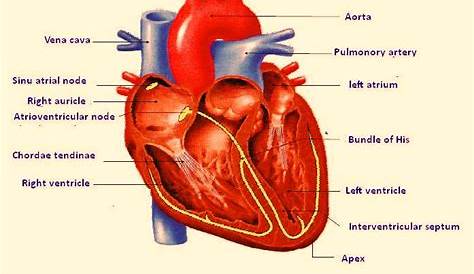 human heart schematic diagram