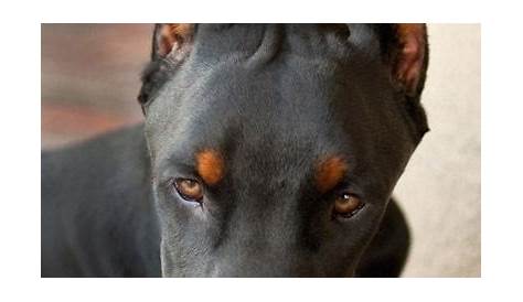 At what age should you crop a Doberman's ears? - Quora