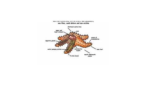 Starfish Dissection Worksheet | visual dictionary internal anatomy