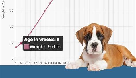 weight chart for boxer puppies