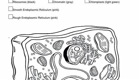 Animal Cell Coloring Worksheet - BubaKids.com