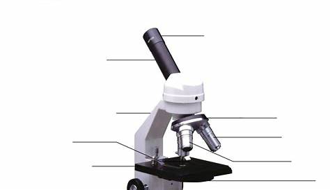 microscope use worksheet