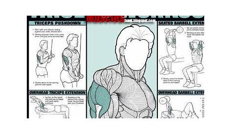 Best Exercise Chart | Bodybuilding and Fitness Zone