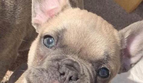 how old can a french bulldog get