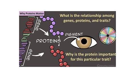 Amoeba Sisters Unlectured Series- PROTEIN SYNTHESIS by Amoeba Sisters LLC