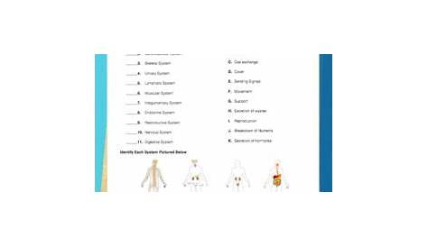 Body Systems Matching Worksheet Answer Key - Anatomy Body System