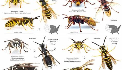 27. wasp identification chart kivan yellowriverwebsites com | Bee