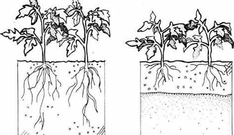 vegetable root depth chart uk