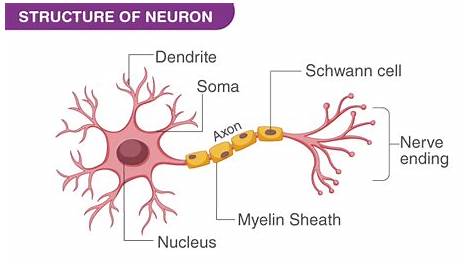motor neuron cto circuit diagram