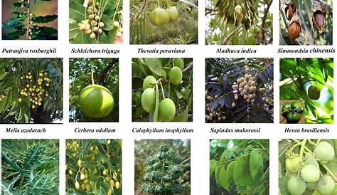 Selected non-edible fruits bearing plants. | Download Scientific Diagram