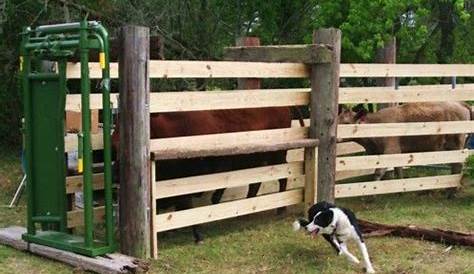 used cattle head gate