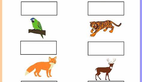 simple animals worksheet answer key
