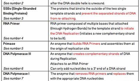 Dna Replication Enzymes In Order | worksheet