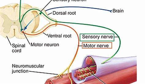 Skeletal Muscle-Nerve Supply – Anatomy QA