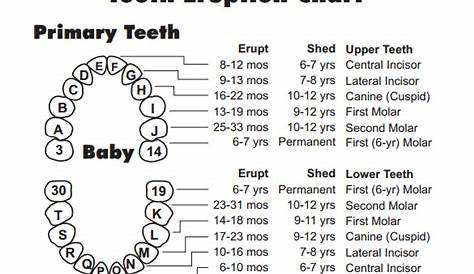 20 Best Infant Teething Chart