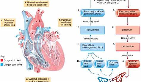 Systemic and Pulmonary Circulations | Basic anatomy and physiology