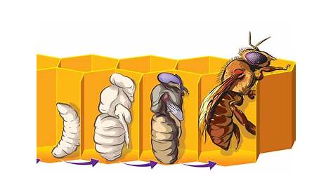 honey bee life cycle chart