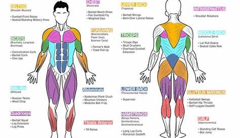 Which Are The Best Exercises for Each Muscle Group?