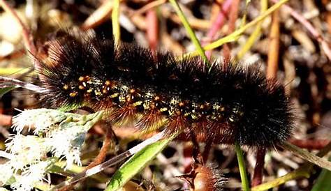 Black Fuzzy Caterpillar - Estigmene acrea - BugGuide.Net
