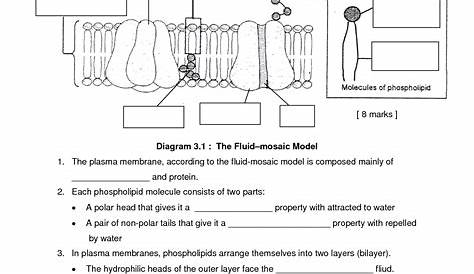 cell membrane worksheet answers pdf