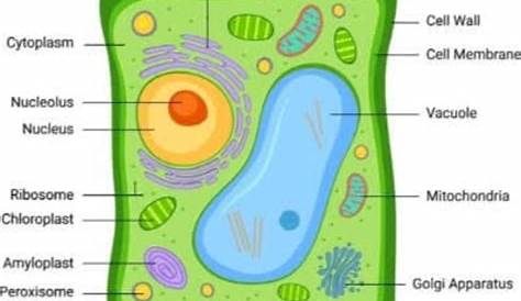 draw a neat diagram of a typical plant cell and label it various parts