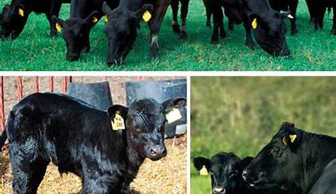 How Much Does An Angus Bull Weigh - Justagric