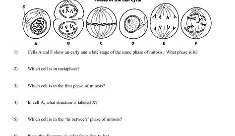 mitosis worksheet and diagram identification