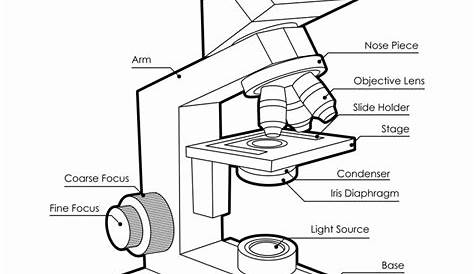 Microscope Drawing Worksheet at GetDrawings | Free download