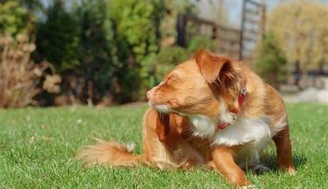 ivermectin for dogs dosage chart