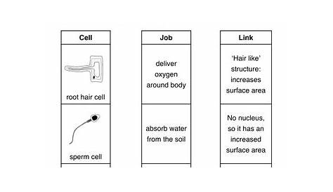 Specialised Cell worksheets | Teaching Resources